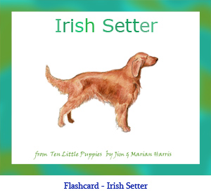 Irish Setter Dog Flashcard– with breed name